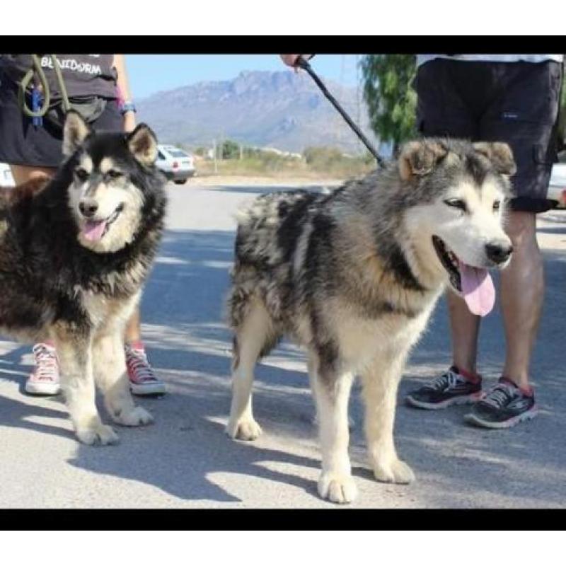 Sani en Balto 2 poolhonden die heel nodig uit asiel moeten!