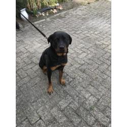 Rottweiler