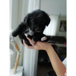 Mooie pups te koop