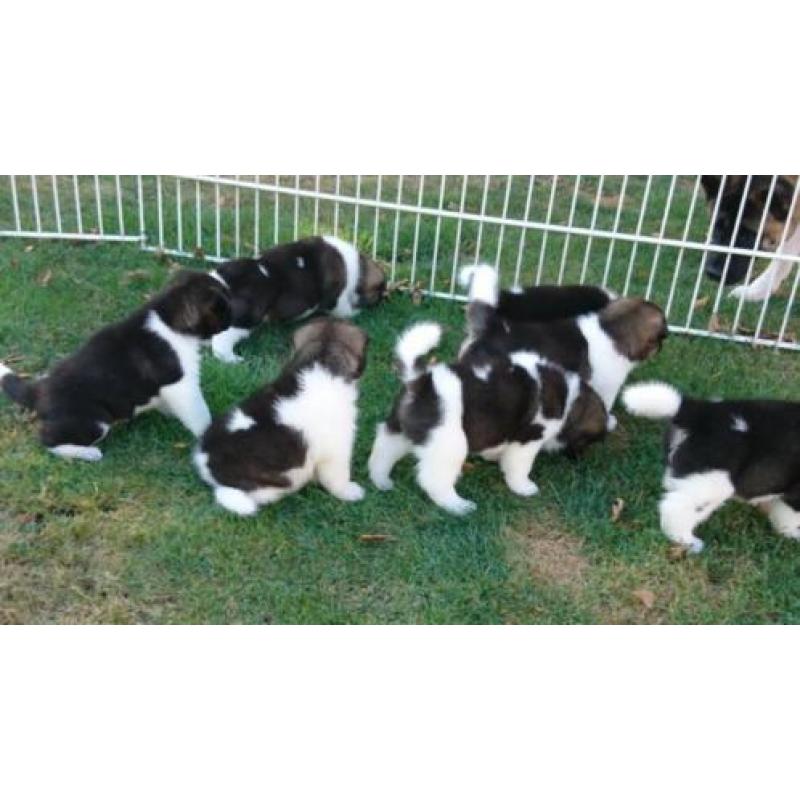 American akita pups Amerikaanse akita puppies