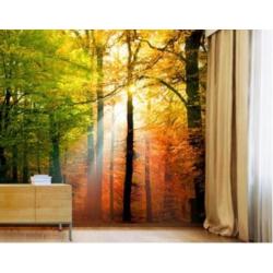 Fotobehang 170 forest lights NU:€25