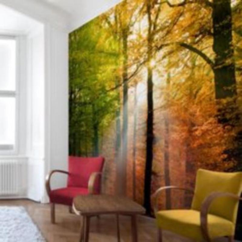 Fotobehang 170 forest lights NU:€25